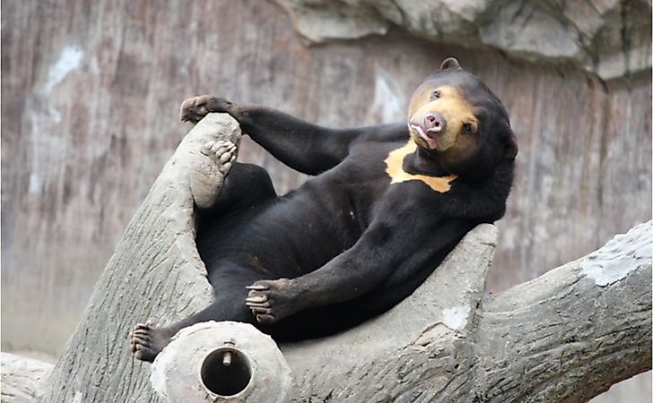 What Are The Differences Between The Sloth Bear, Asian Black Bear, And Sun Bear?