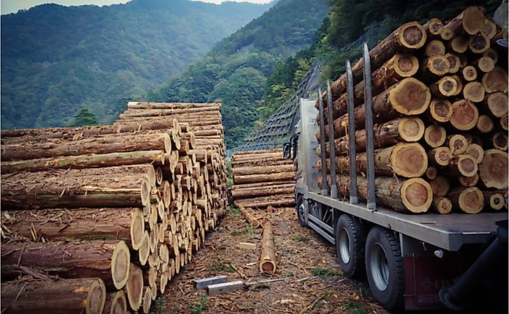 What Are The Differences Between Hardwood And Softwood?