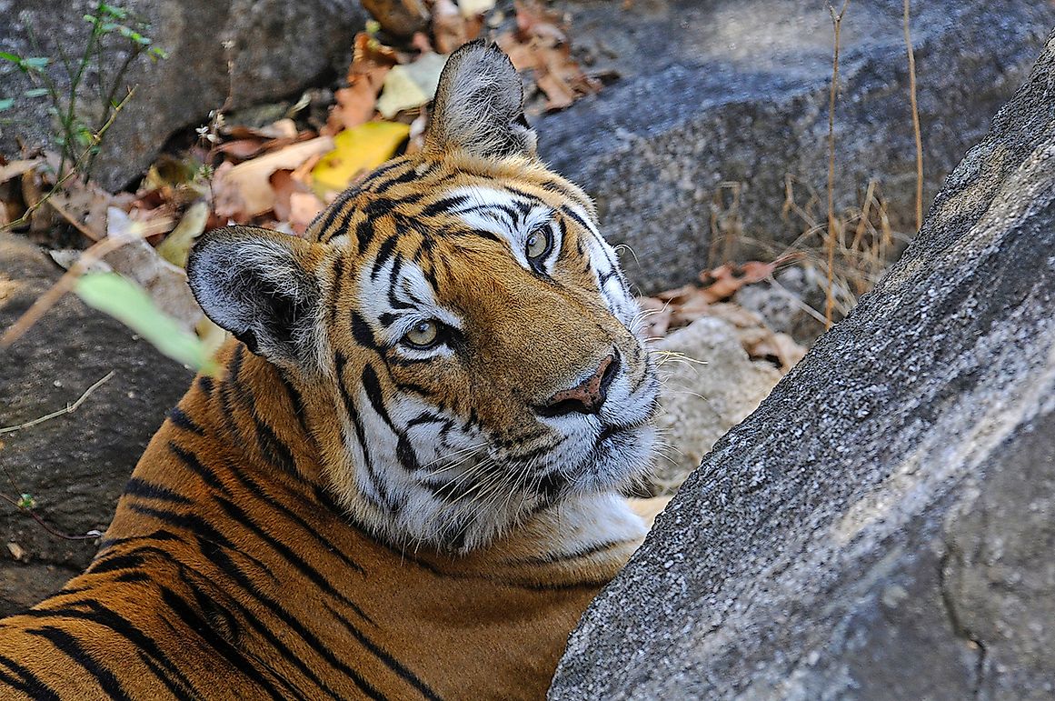 Spotlight On The Royal Bengal Tiger: An Ageless Chronicle Of The Soul Of India