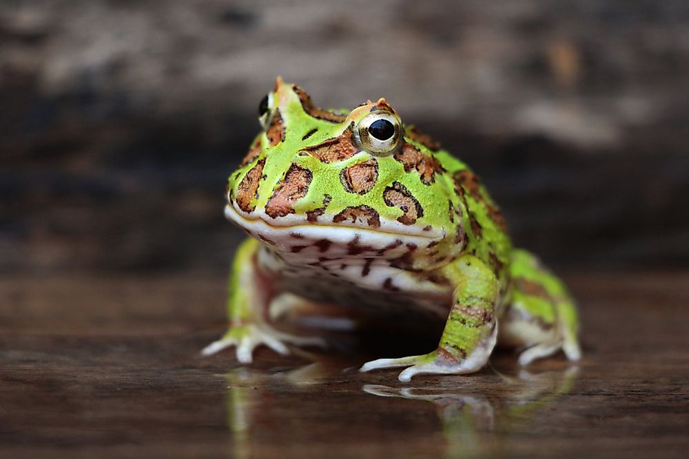 Amphibians of Argentina