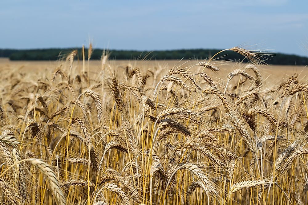 Top Triticale Producing Countries in the World