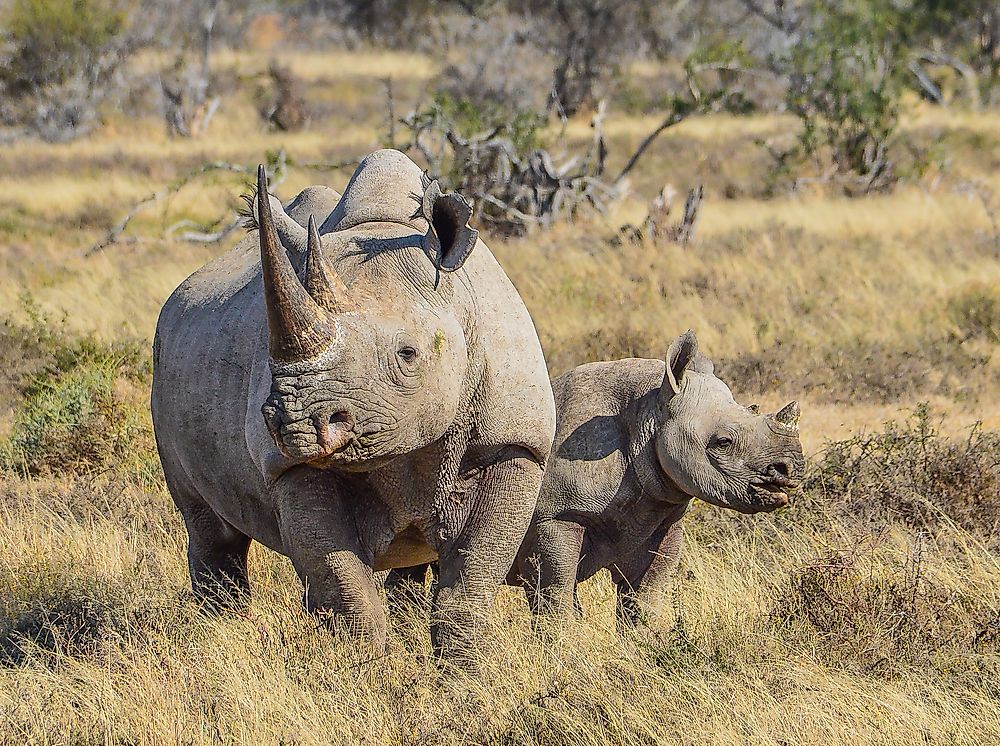 How Many Rhinos Are There on Earth?