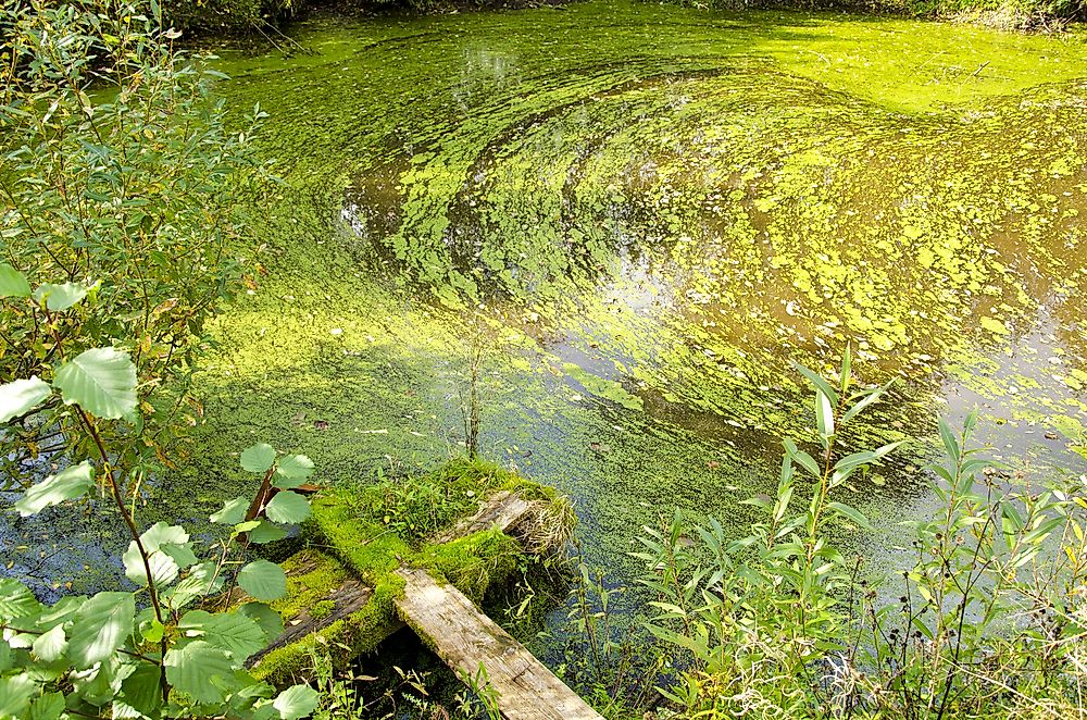 What is Algal Bloom?