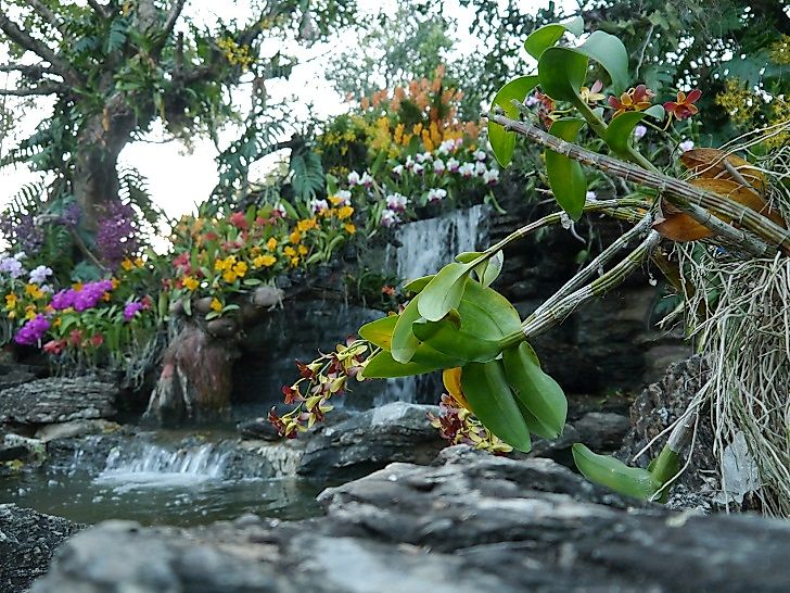 Singapore Botanic Gardens