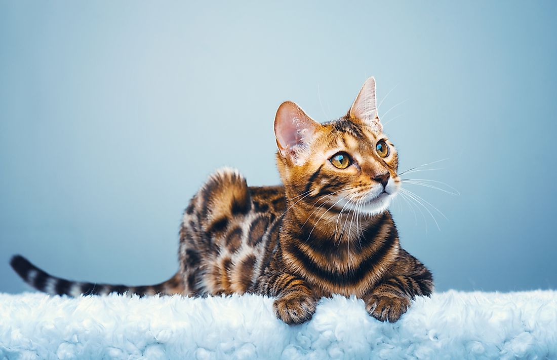 Rare Cat Breed: Discover What To Know About Cats