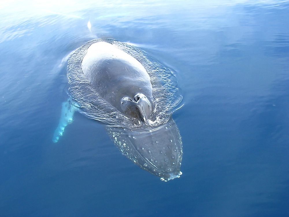 Are Whales Mammals?