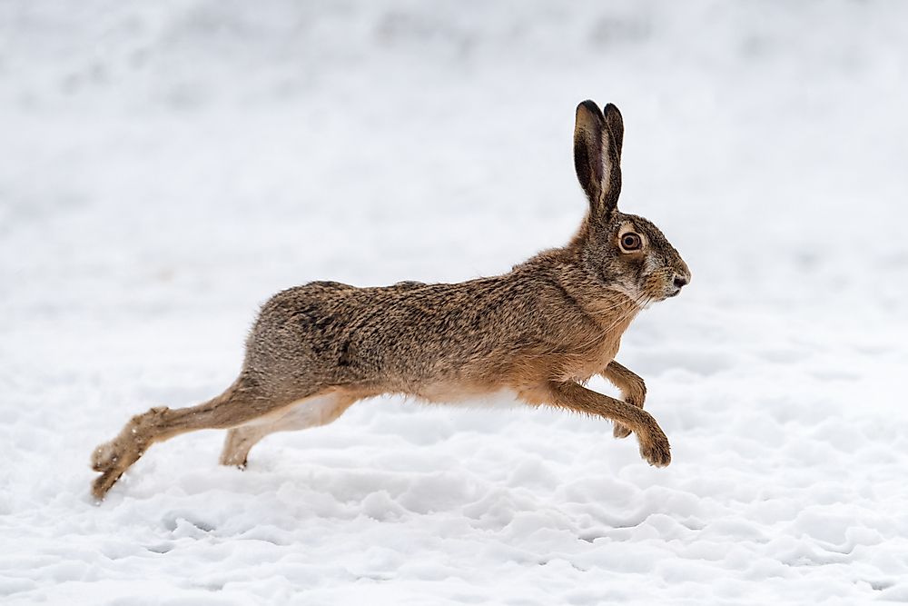 What Is the Difference Between a Rabbit and a Hare?