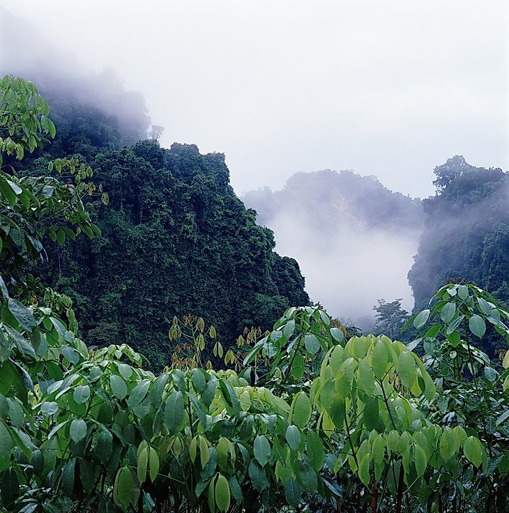 What Is A Rainforest, And Where Are They Found?