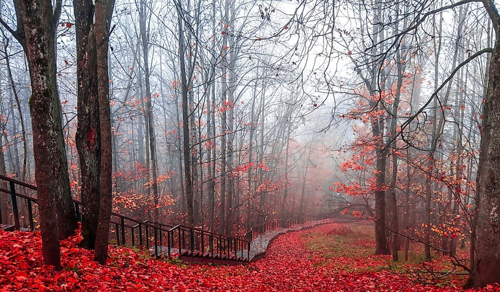 What Is The Difference Between Fog And Mist?