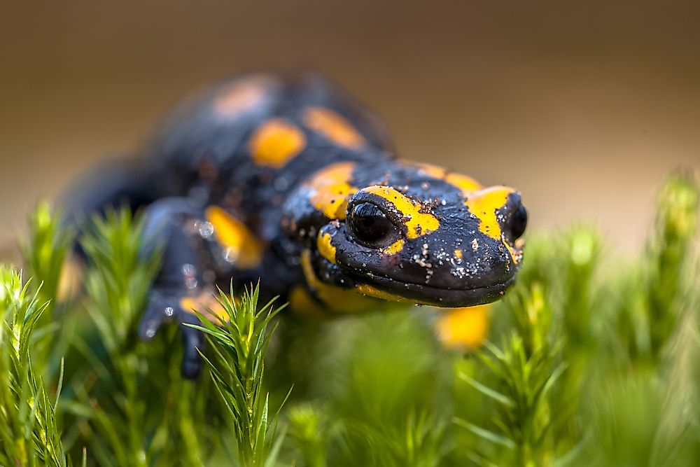 Native Amphibians Of Poland