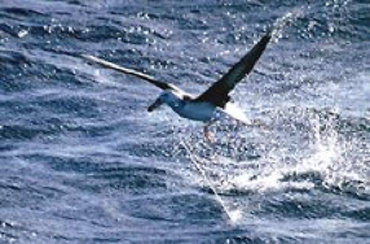What Is Bycatch In Fishing?