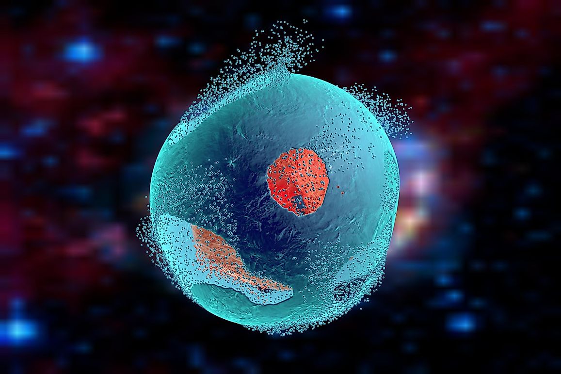 Apoptosis: Do Our Cells Really Commit Suicide?