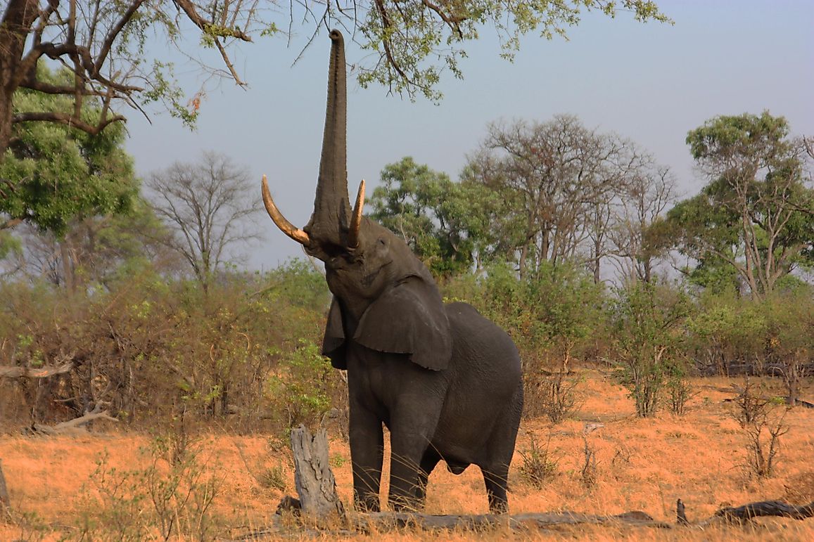 Heaviest Land Animals Alive Today