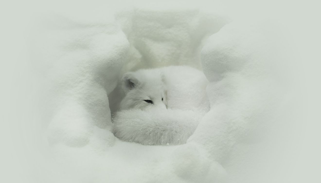 Arctic Fox Facts: Animals of the Arctic
