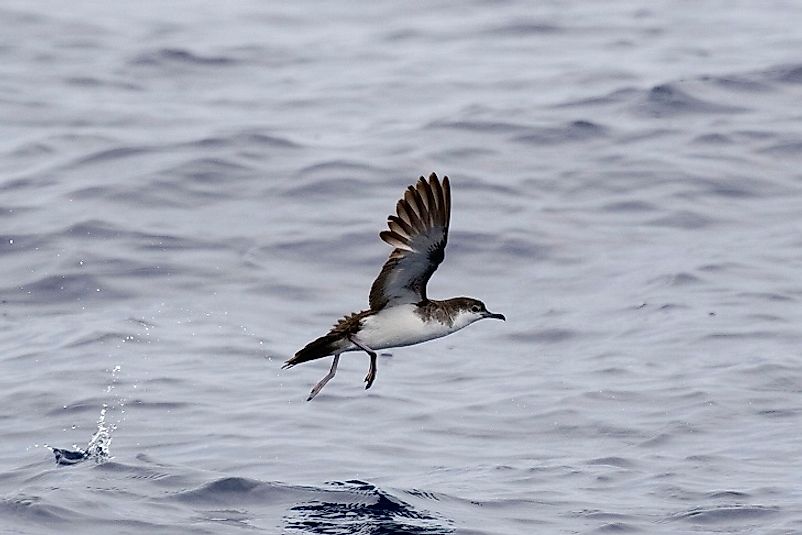 Native Birds Of Iran