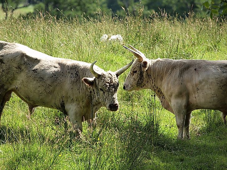 Native Mammals Of The United Kingdom (Great Britain)