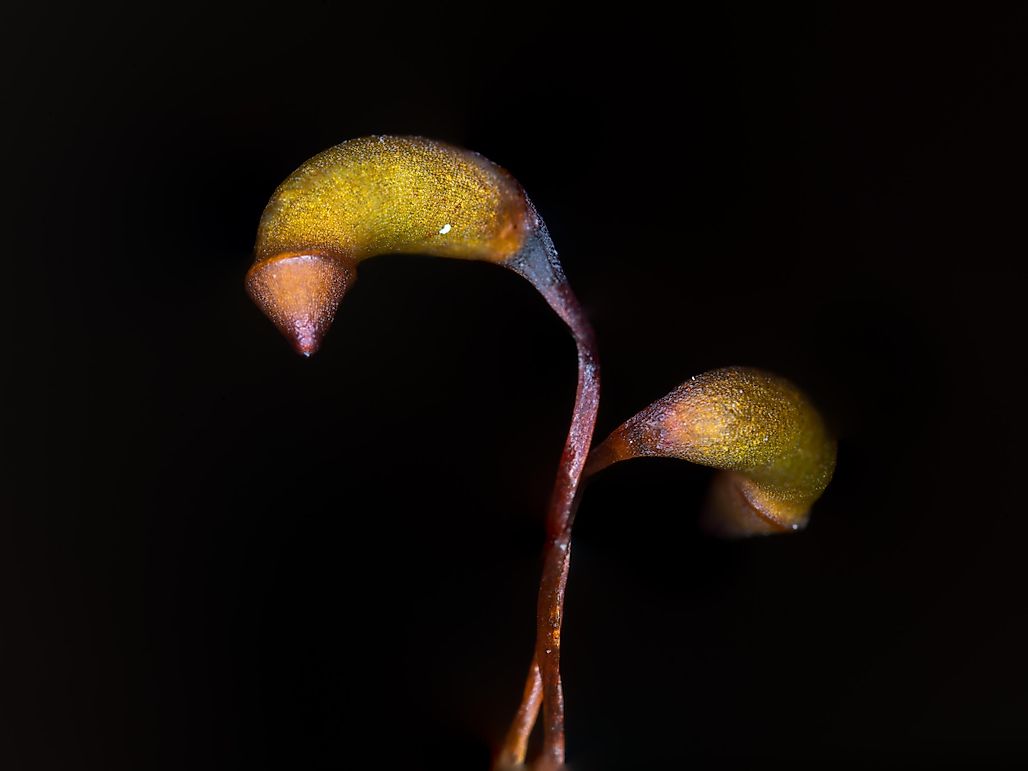 How Do You Tell If A Plant Is Sporophyte Or Gametophyte?
