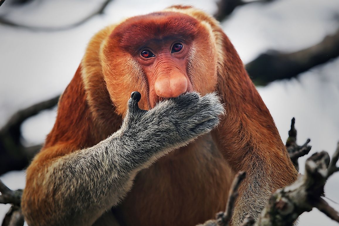 10 Odd Occurrences Of Crazy Animal Evolutions