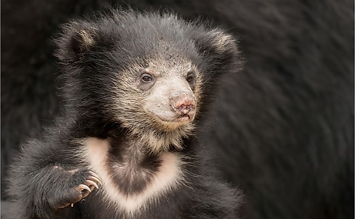 Where Does The Sloth Bear Live?