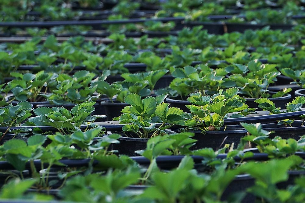 The Environmental Impact of Pesticides