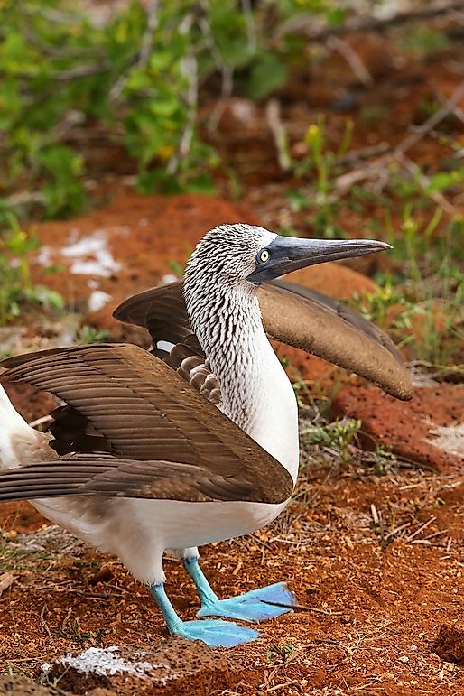 Blue-Footed Booby Facts: Animals of North America