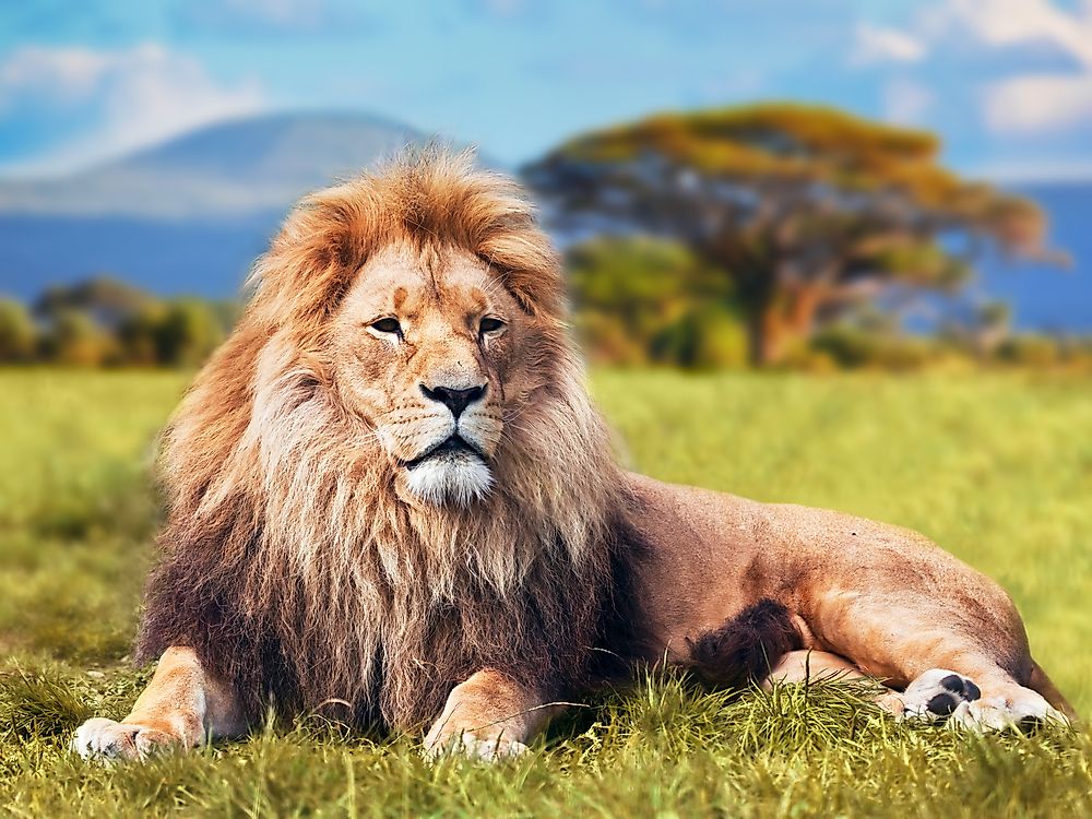 Who are the Big Cats?