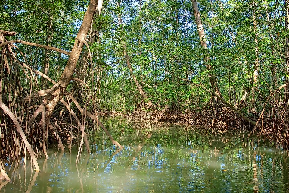 What Are the Special Features of Plants Growing in Mangrove Habitats?