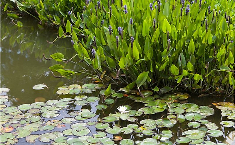 What Are The Different Types Of Aquatic Plants? - WorldAtlas.com