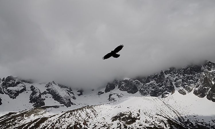 Highest Flying Birds
