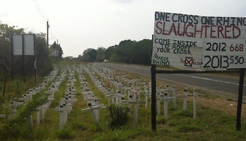 Rhino Poaching In South Africa Today