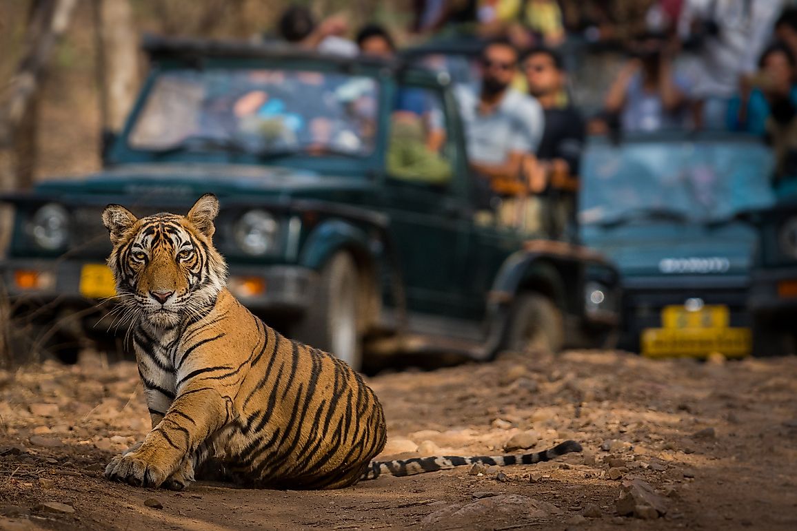 Why People Management Is Important In Wildlife Conservation: An Expert Opinion