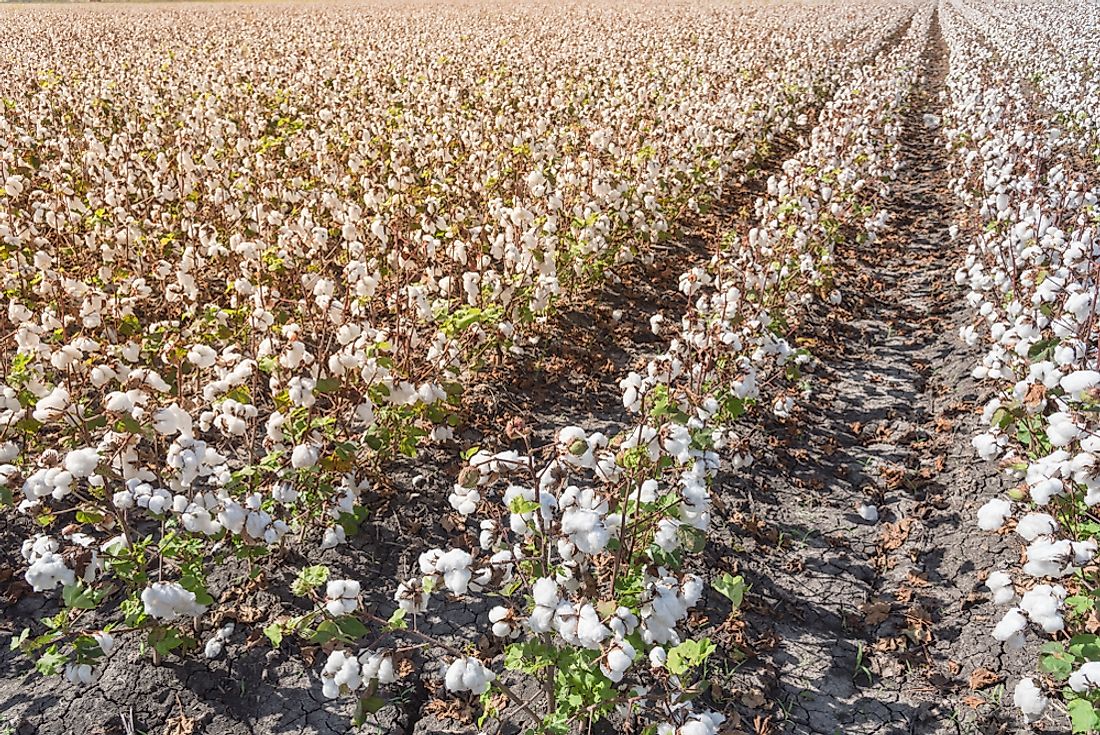 The Leading Cotton-Producing US States