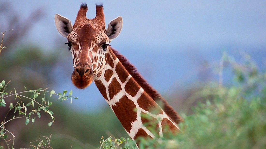 Are Giraffes Really Endangered?