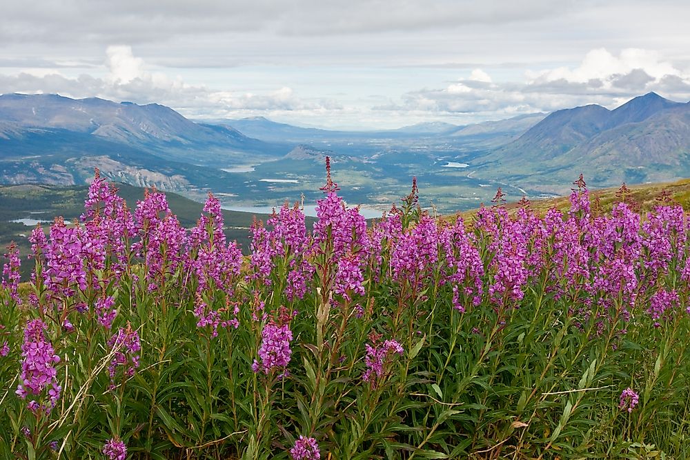 Flowers of the Canadian Provinces and Territories