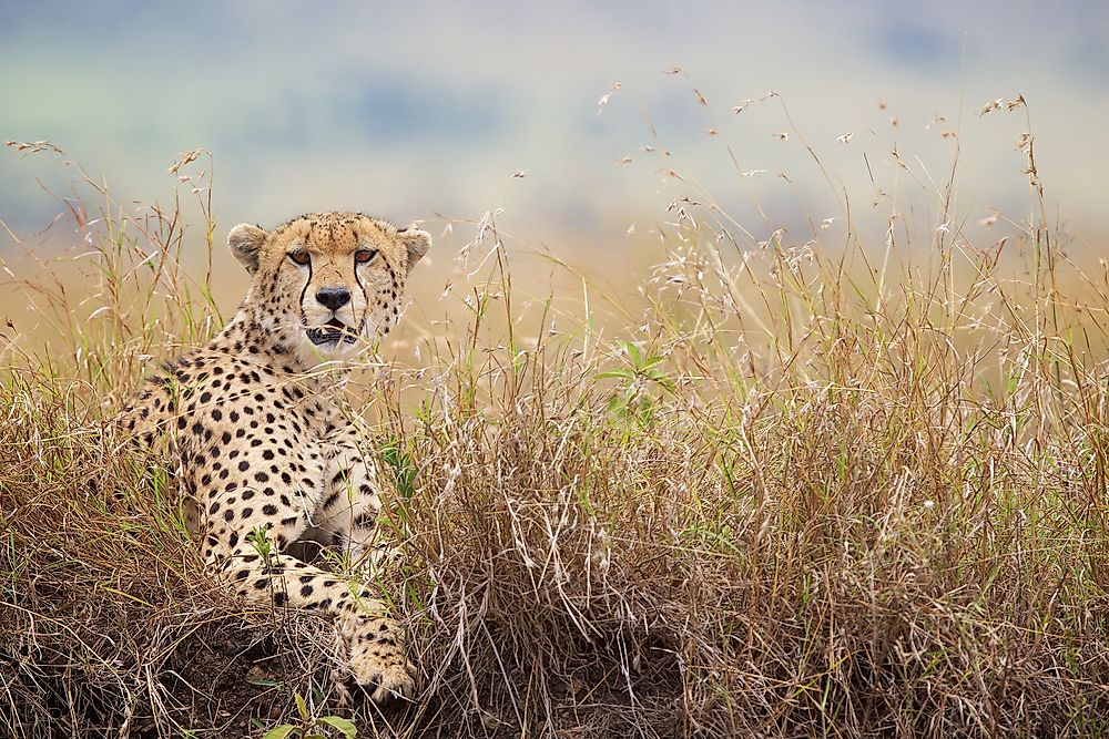 How Many Types Of Cheetahs Are There?