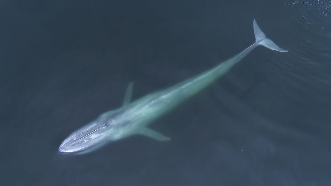 Blue Whale description