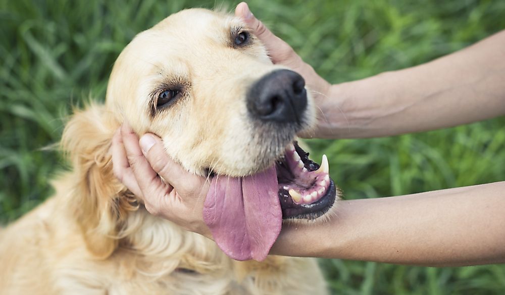 When Were Dogs Domesticated?