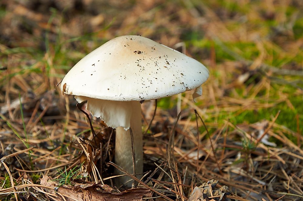10 of the World's Deadliest Mushrooms