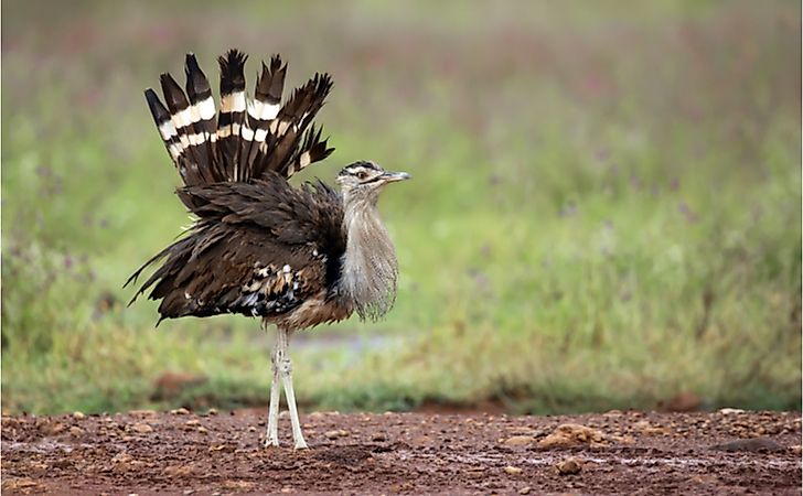 Which Is Africa's Heaviest Flying Bird?