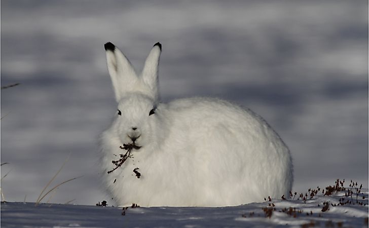How Is The Arctic Hare Adapted To Its Environment?