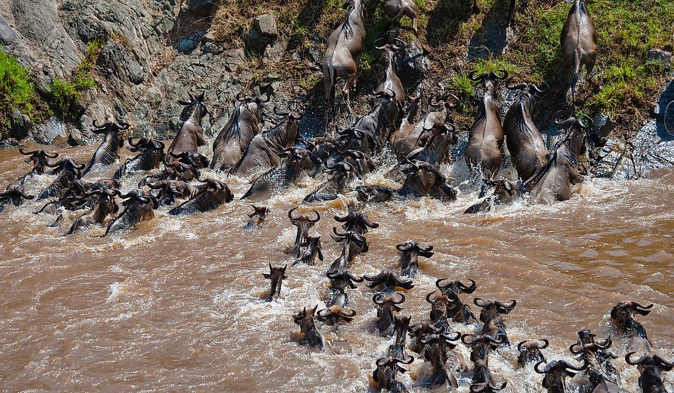 The Mara-Serengeti Ecosystem, A Global Wonder