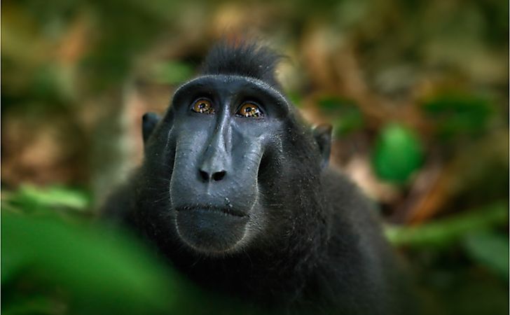 The 15 Species Of Critically Endangered Old World Monkeys