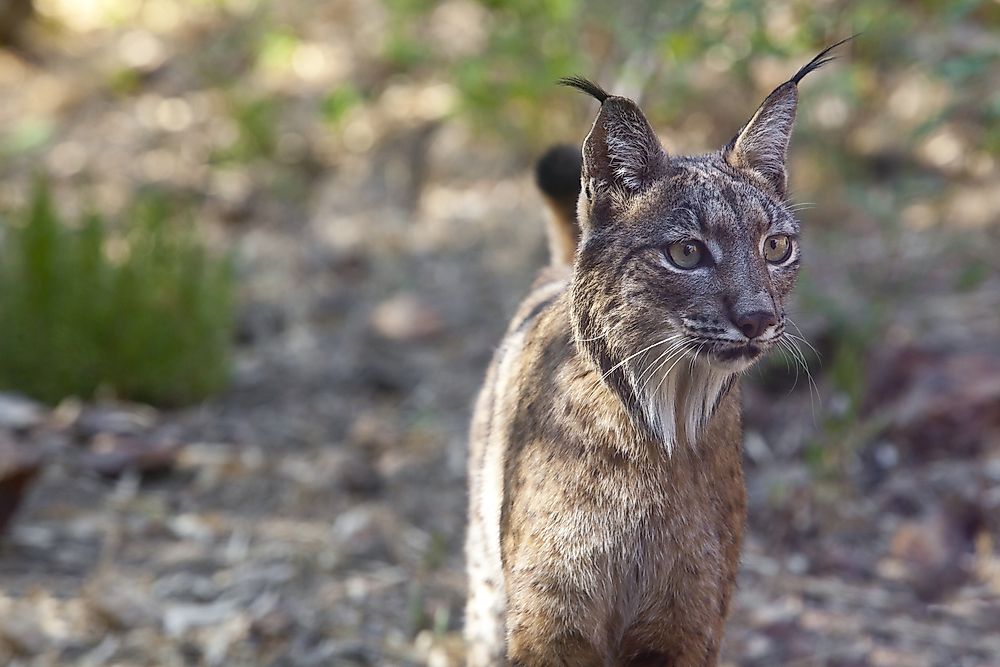 Spain's Endangered And Threatened Mammals