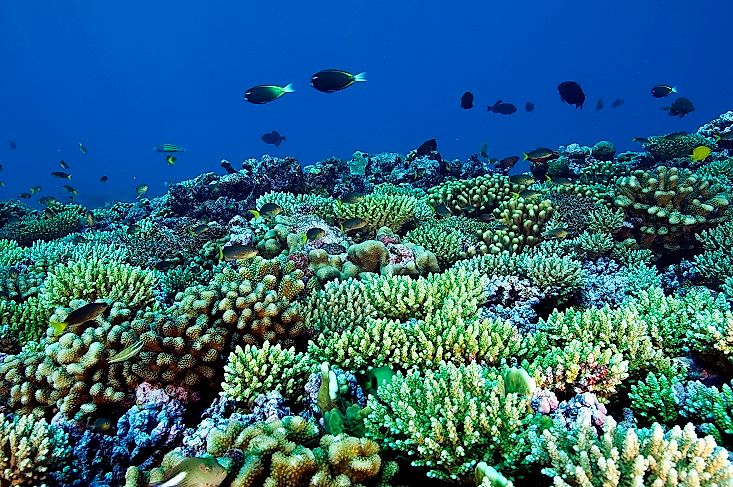 Phoenix Islands Protected Area (PIPA), Kiribati
