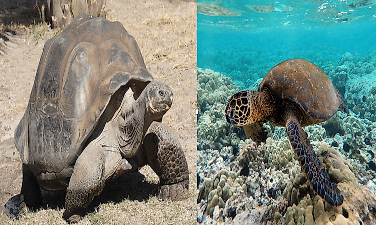 What Is The Difference Between A Tortoise And A Turtle?