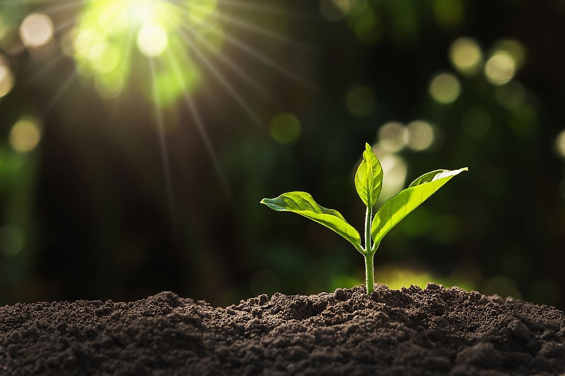 The Different Types Of Stem Specializations Or Modifications In Nature
