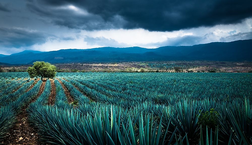 Native Plants Of Mexico
