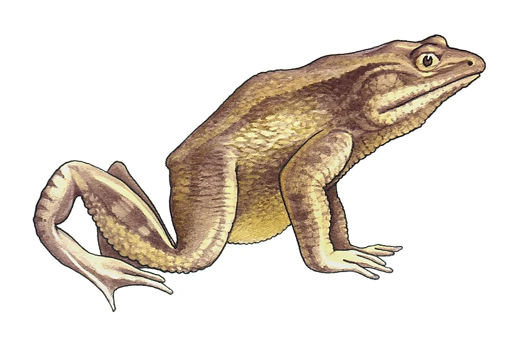 What is the Largest Frog in the World?
