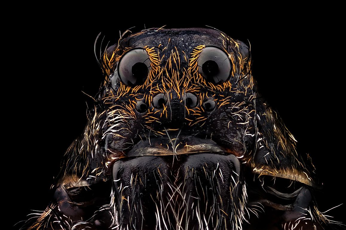 Are Wolf Spiders Dangerous To Humans?