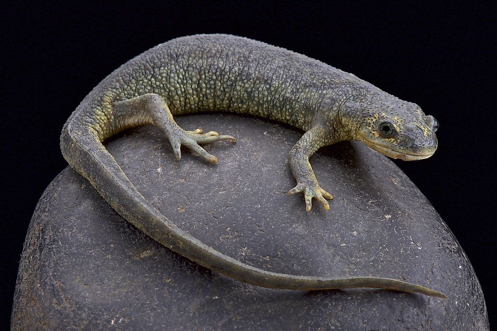 Native Amphibians Of Algeria